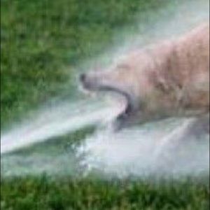 Meet your Posher, Will